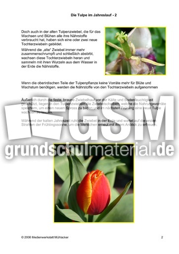 Die-Tulpe-im-Jahreslauf-2.pdf